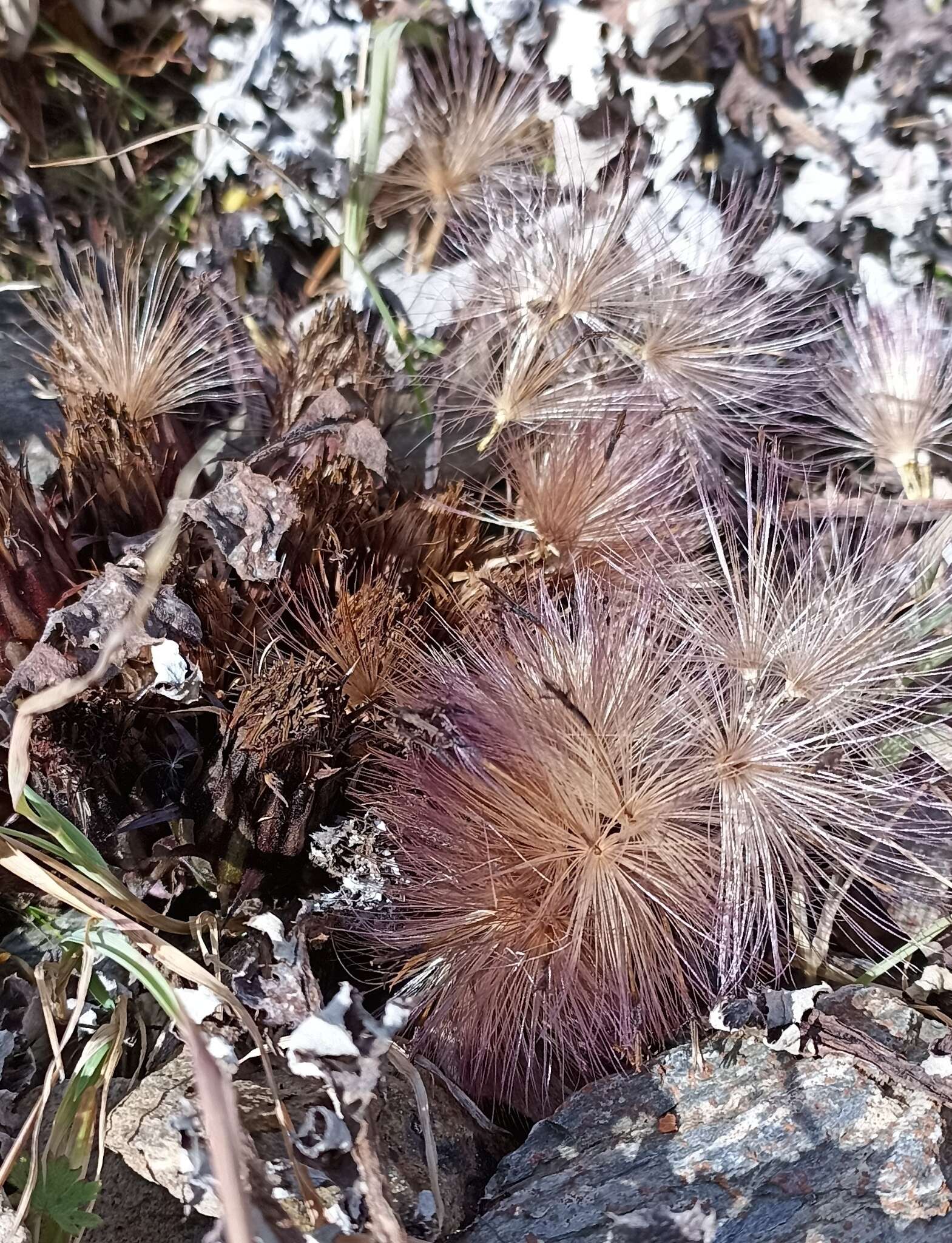 Image of Dolomiaea macrocephala Royle