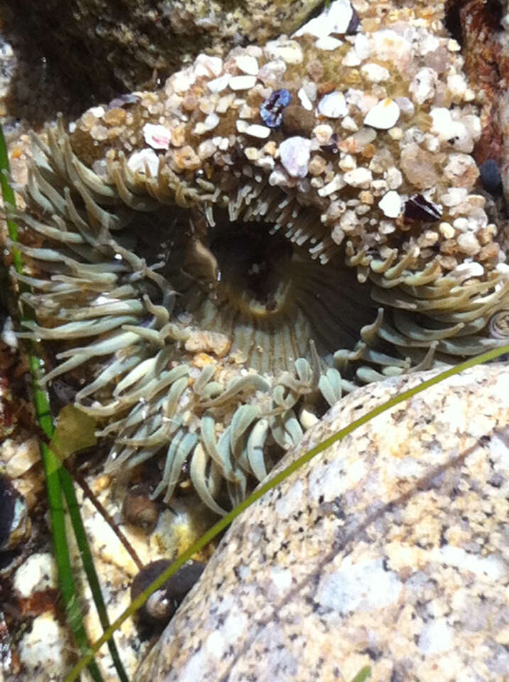 Image of Starburst anemone