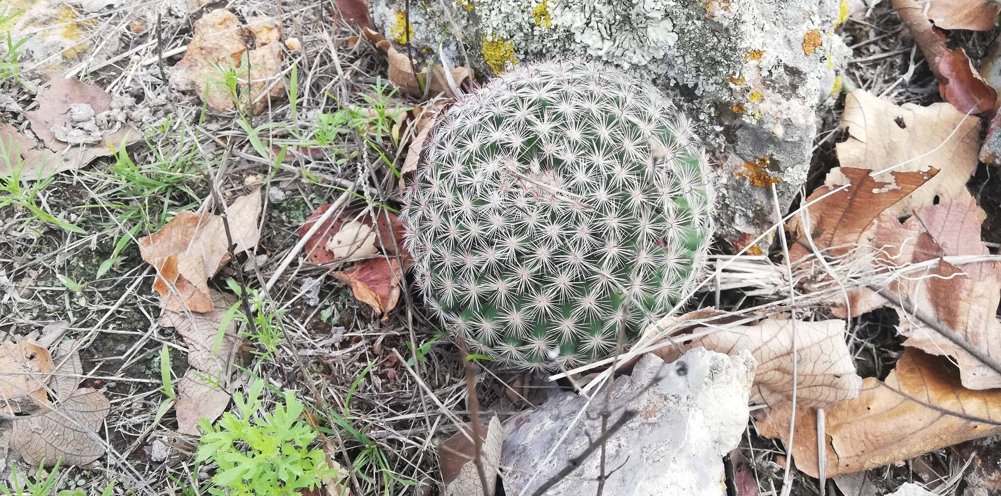 Mammillaria jaliscana subsp. jaliscana的圖片