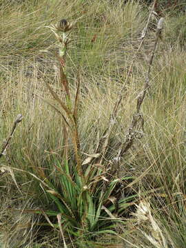 Eryngium proteiflorum Delar. resmi