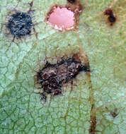 Image of Puccinia plagianthi McAlpine 1895