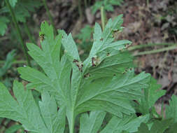 Image of Puccinia physospermi Pass. 1877