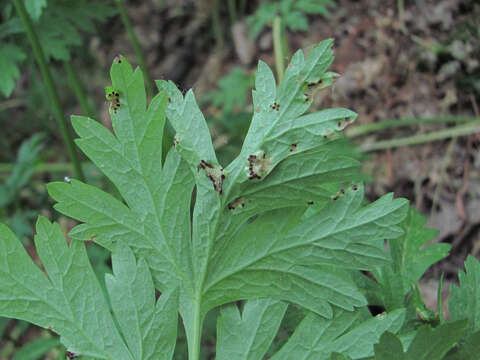 Puccinia physospermi Pass. 1877的圖片