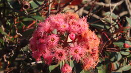 Imagem de Corymbia ficifolia (F. Müll.) K. D. Hill & L. A. S. Johnson