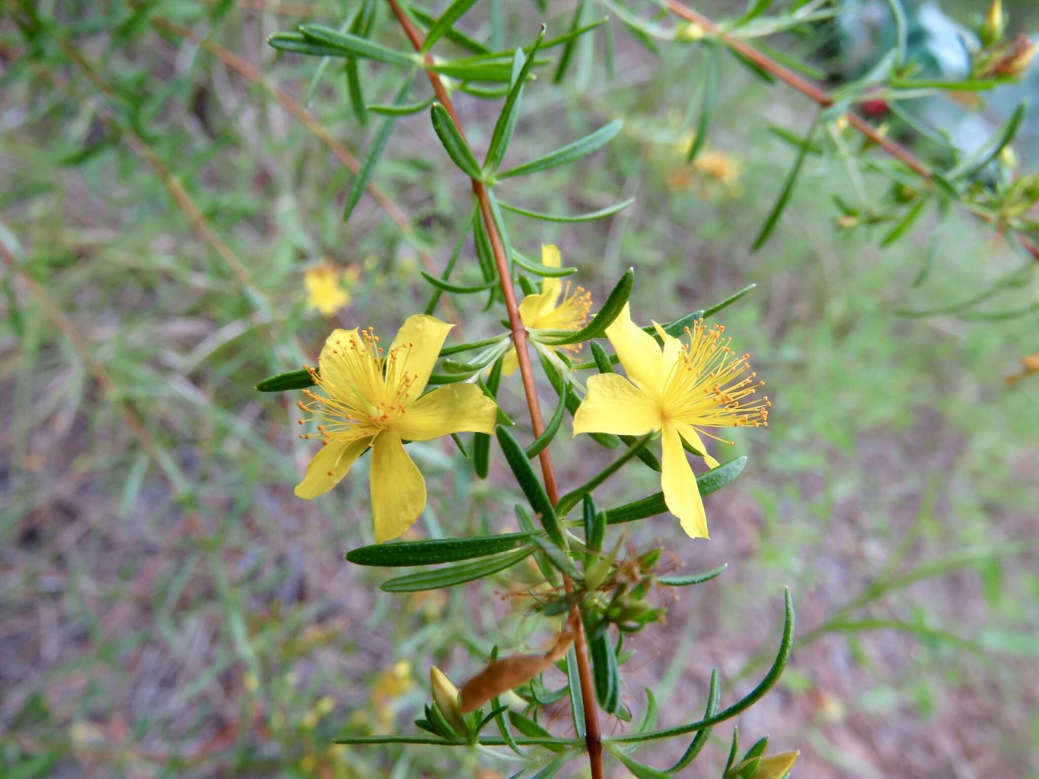 Hypericum galioides Lam.的圖片