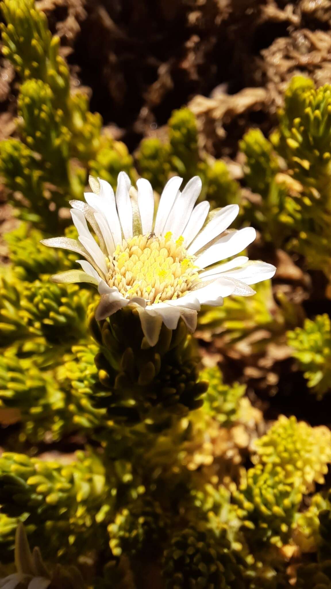 Image of Xenophyllum digitatum (Wedd.) V. A. Funk