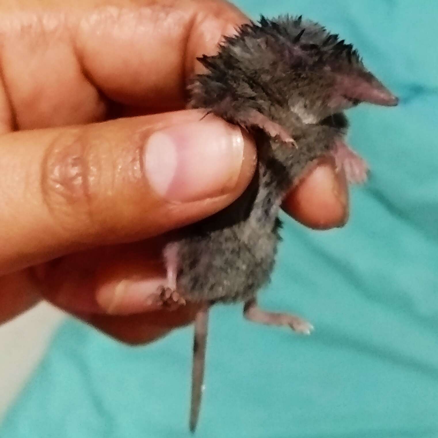 Image of Yucatan Small-eared Shrew