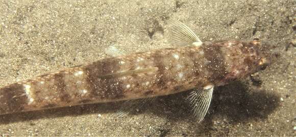 Image of Brushtooth lizardfish