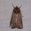 Слика од Ectopatria neuroides Swinhoe 1901