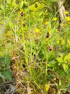 Image of Fly orchid