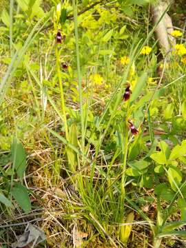 Слика од Ophrys insectifera L.