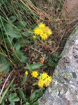 Image of Cutler's alpine goldenrod