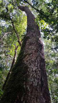 Imagem de Pinus krempfii Lecomte