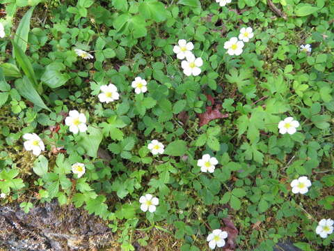 Image of Fragaria nipponica Makino