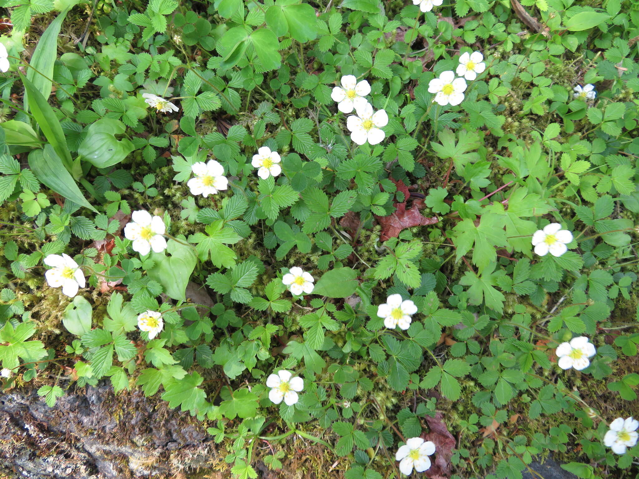 Image of Fragaria nipponica Makino