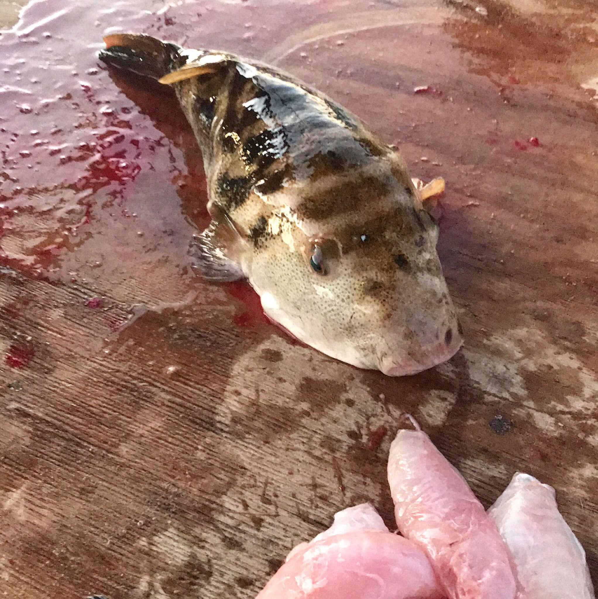 Image of Bullseye Puffer