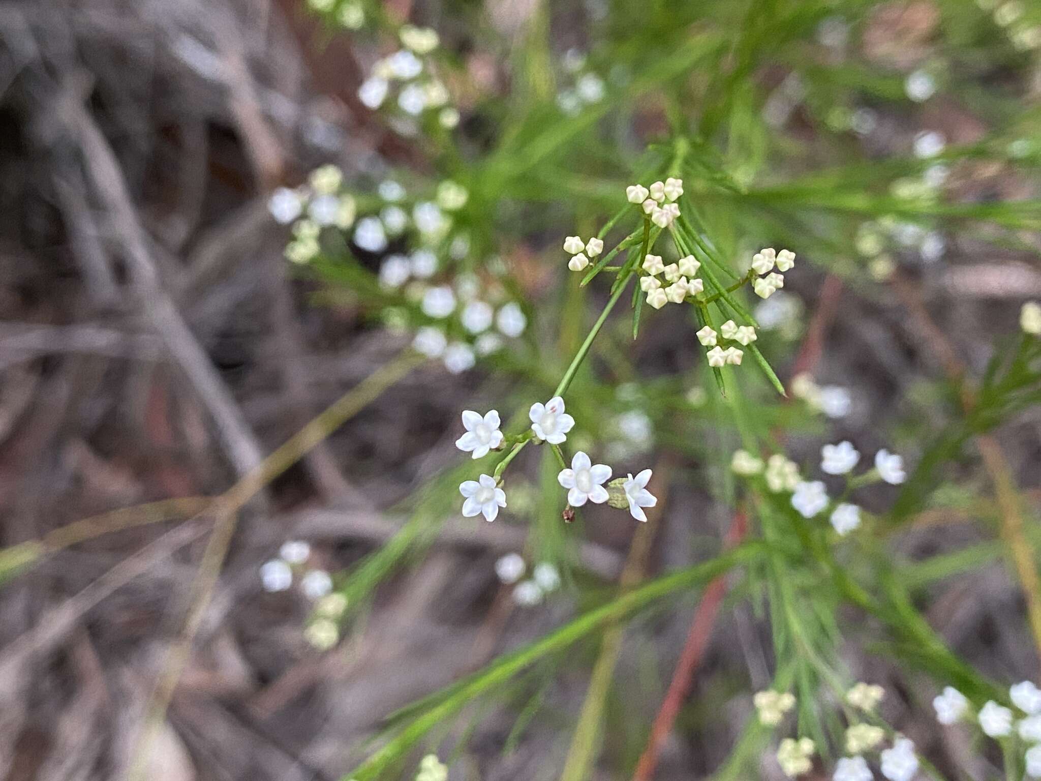 Imagem de Platysace linearifolia (Cav.) C. Norman