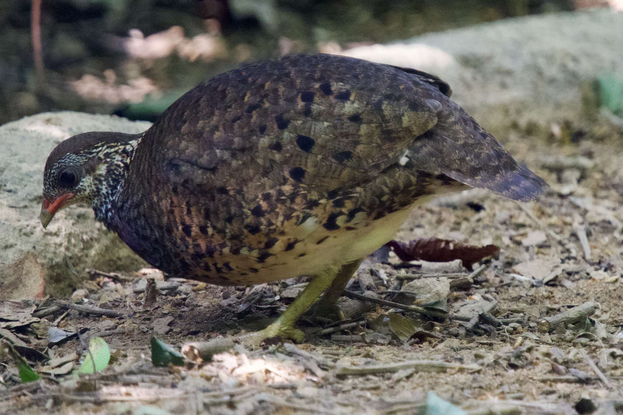 Imagem de Tropicoperdix chloropus Blyth 1859