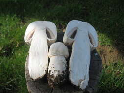 Plancia ëd Agaricus urinascens (Jul. Schäff. & F. H. Møller) Singer 1951