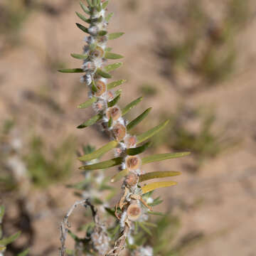 Image of Maireana coronata (Black) P. G. Wilson