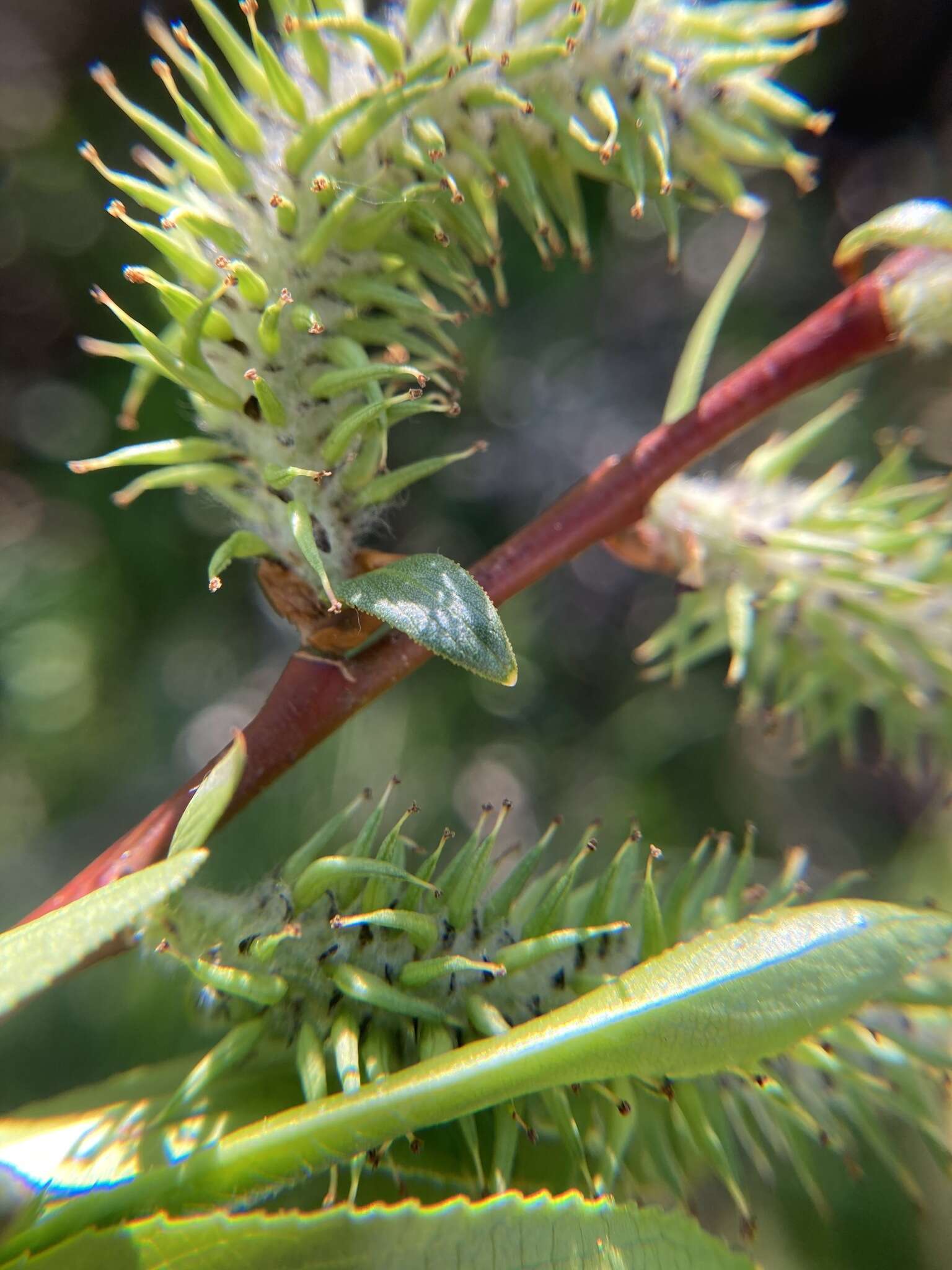 Salix boothii Dorn resmi