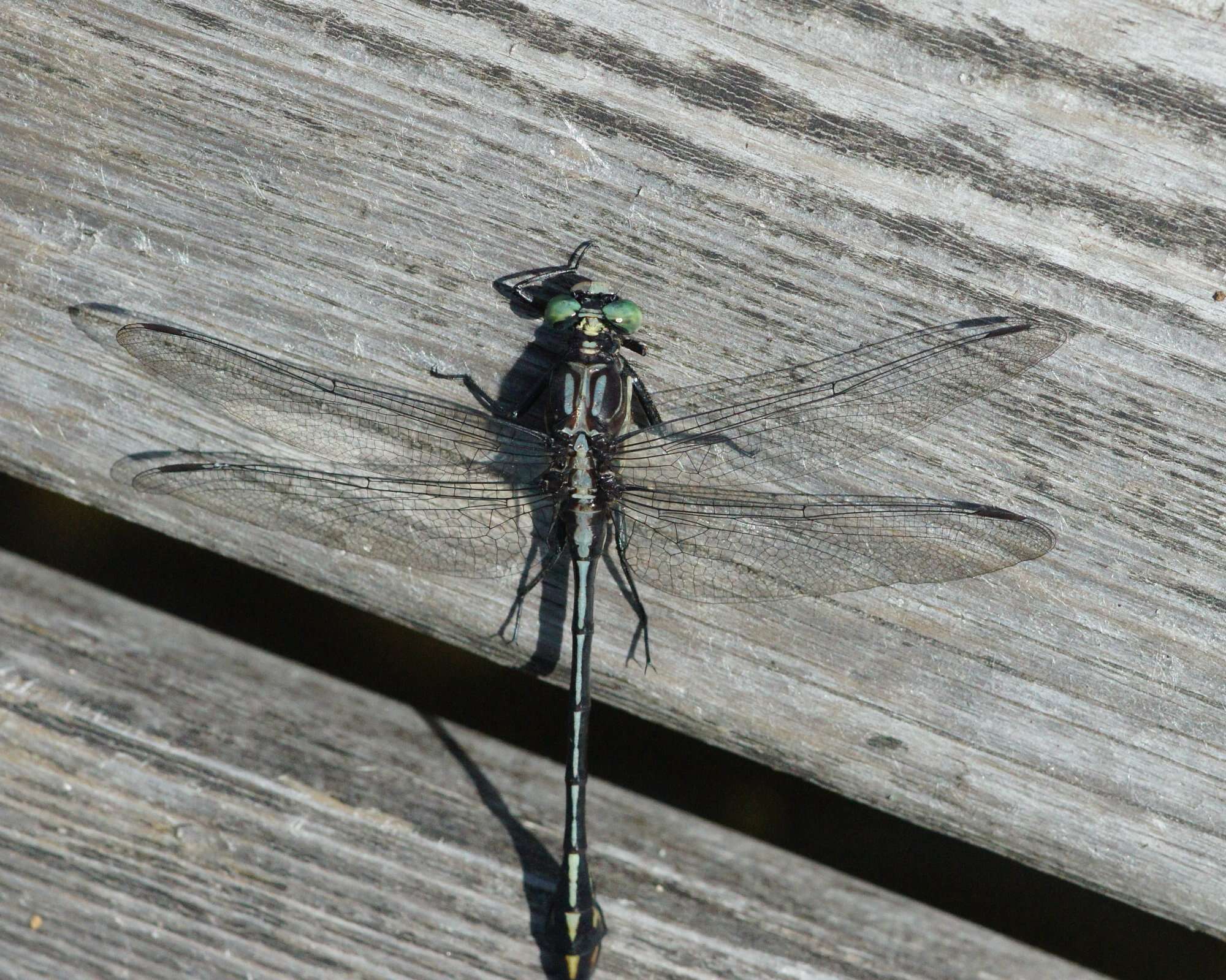 صورة Dromogomphus Selys 1854