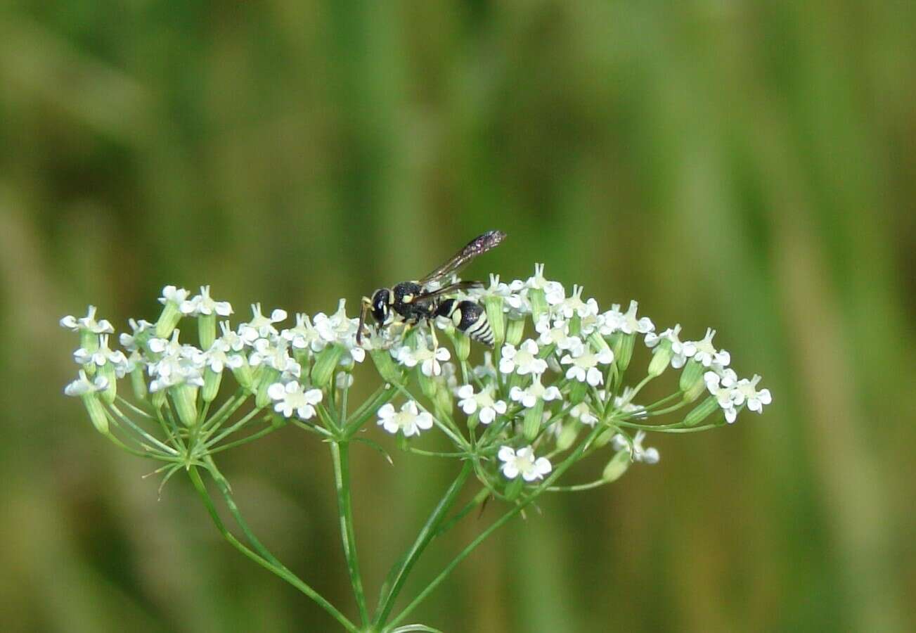 Sivun Jucancistrocerus jucundus (Mocsary 1883) kuva