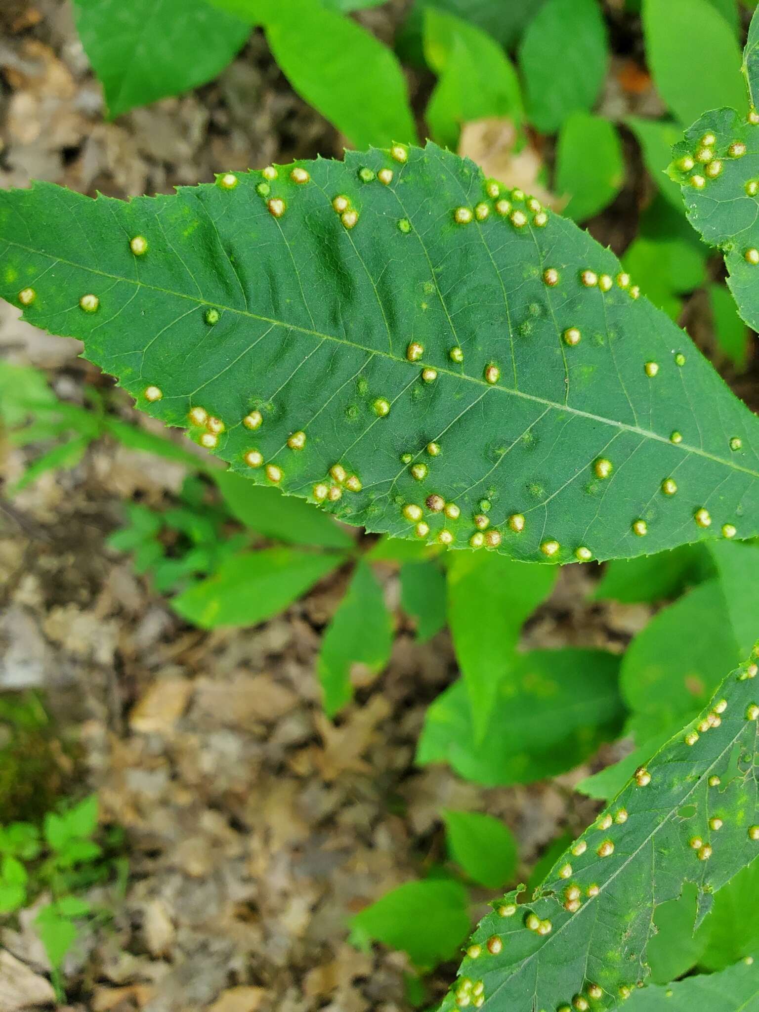 Image of Phylloxera caryaesemen (Shimer 1869)