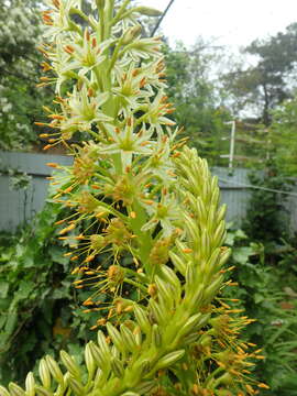 Image of Eremurus tauricus Steven