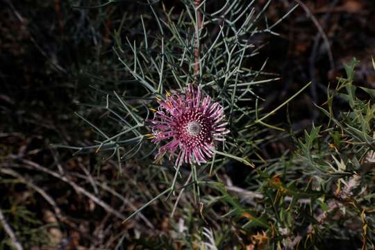 Imagem de Isopogon divergens R. Br.