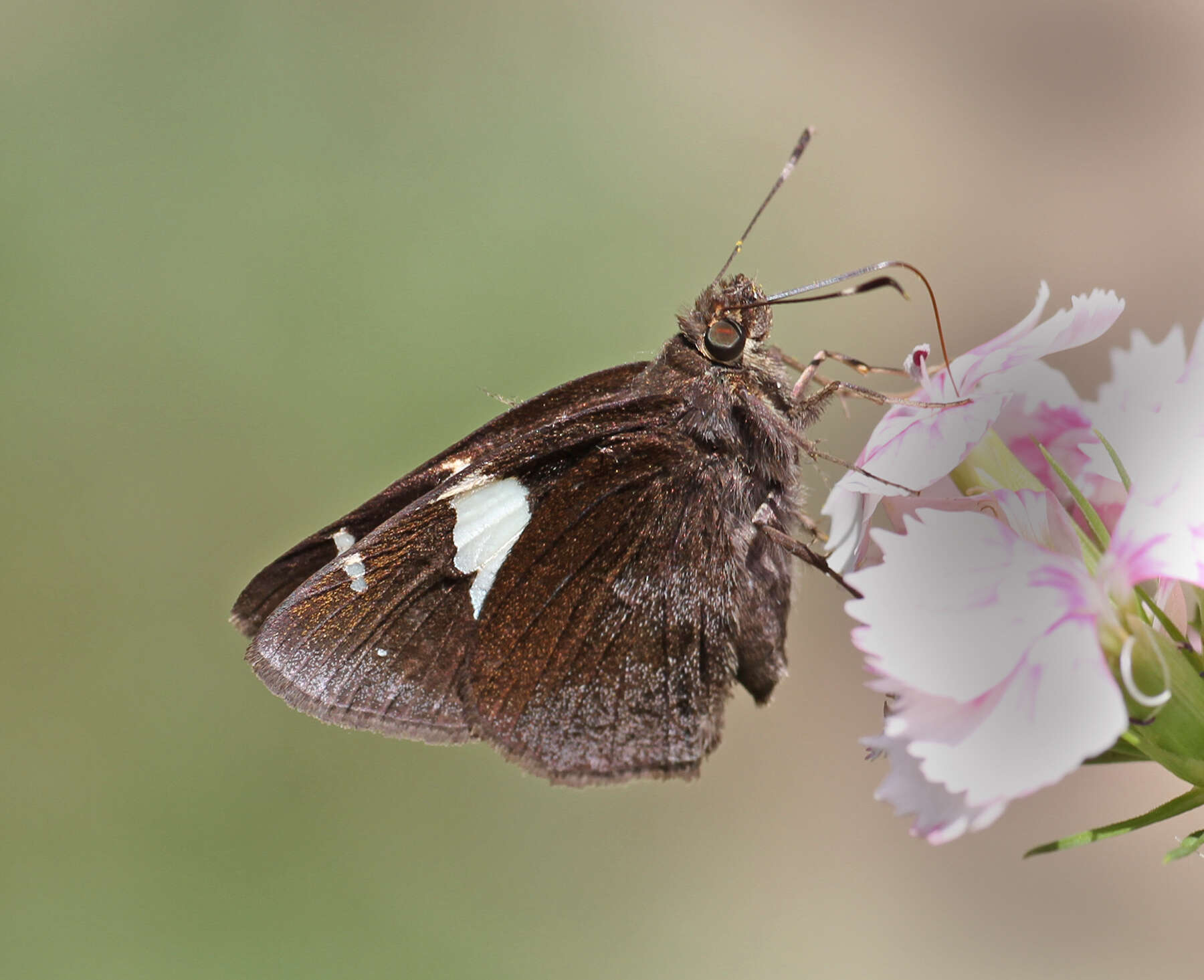 Notocrypta feisthamelii alysos Moore 1865 resmi