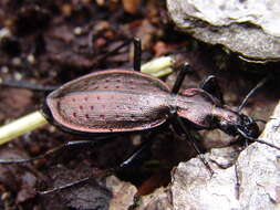 Carabus (Platycarabus) creutzeri kircheri Germar 1838 resmi