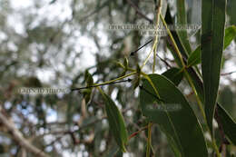 Image of Eucalyptus viminalis subsp. pryoriana (L. A. S. Johnson) M. I. H. Brooker & A. V. Slee