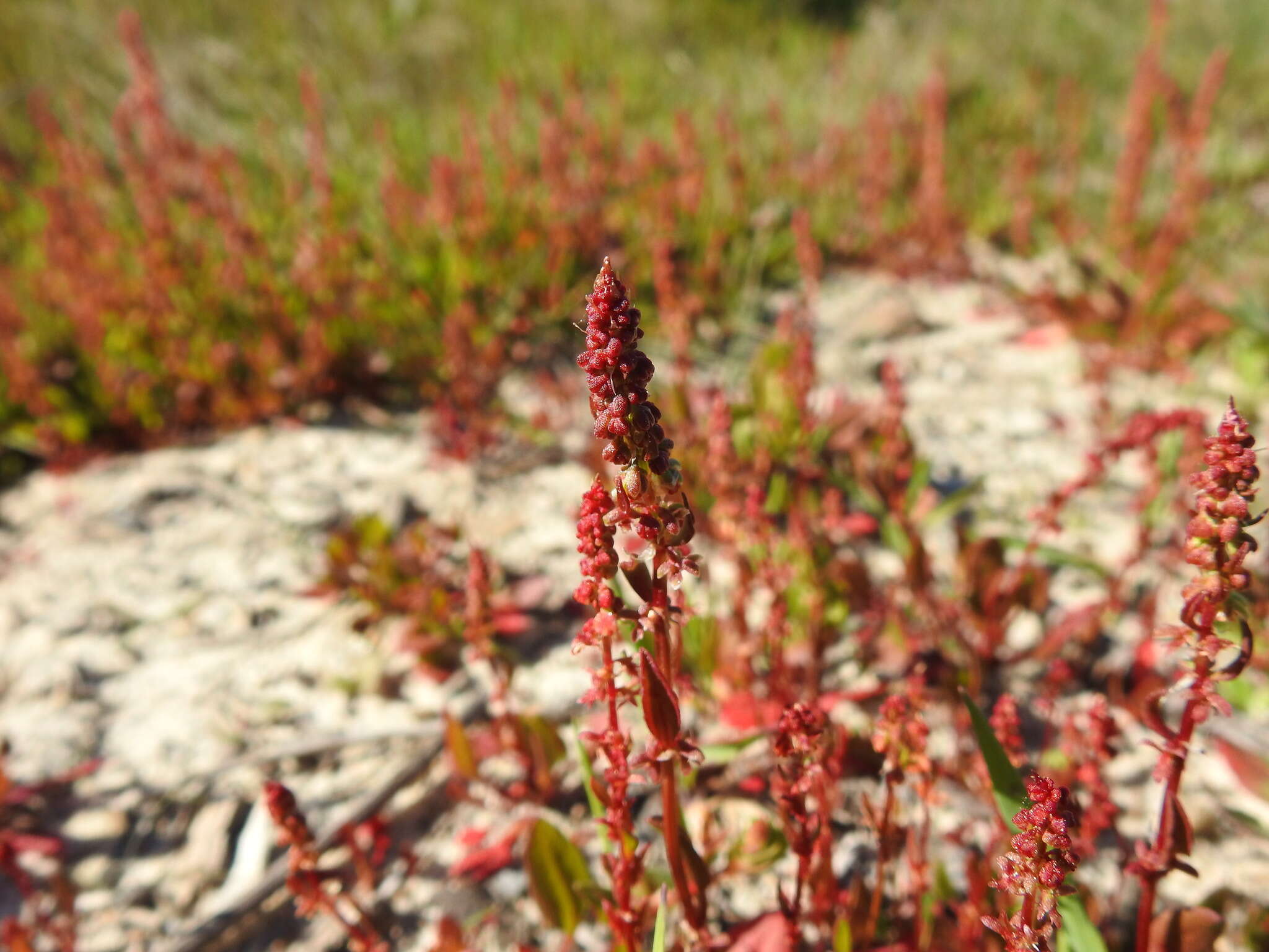 Plancia ëd Rumex bucephalophorus L.