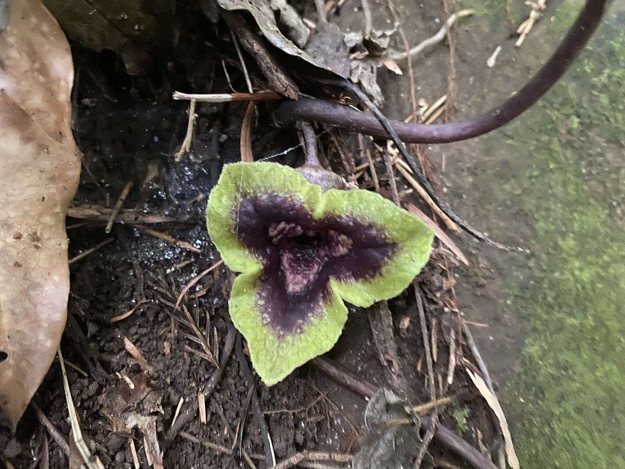 Image of Asarum hypogynum Hayata