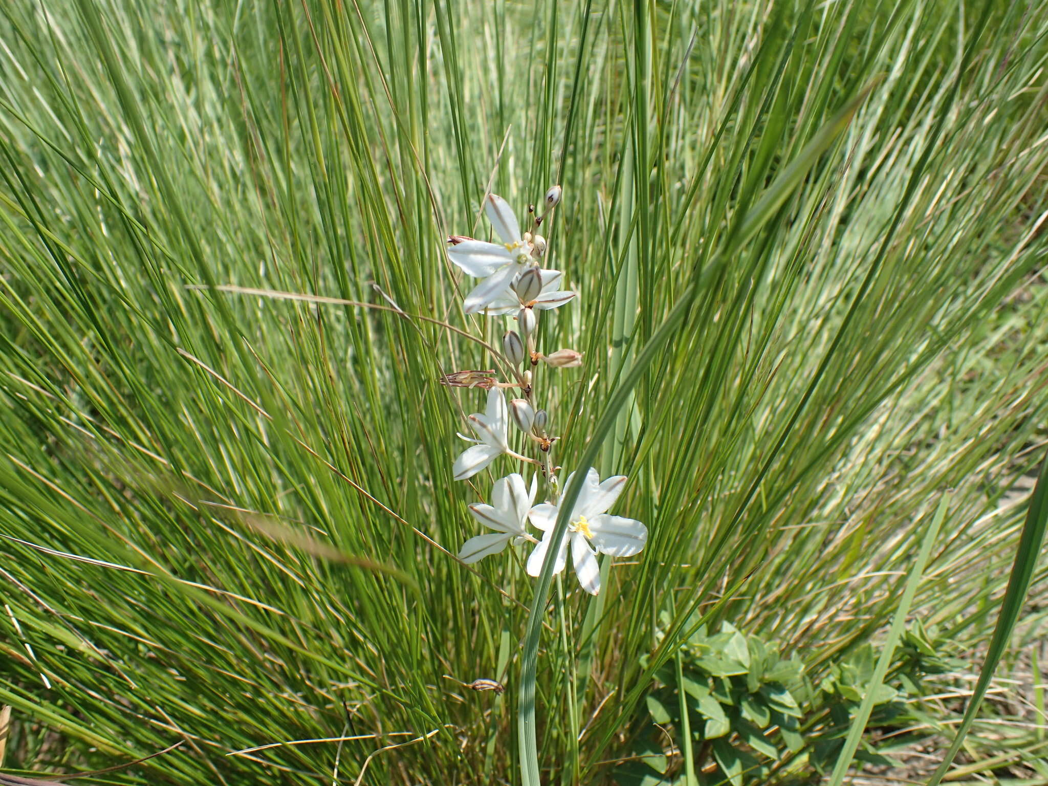 Image of Chlorophytum cooperi (Baker) Nordal