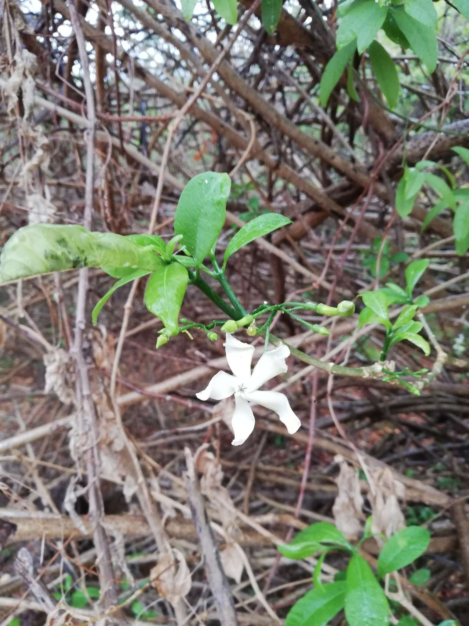 Sivun Tabernaemontana amygdalifolia Jacq. kuva