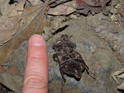 Слика од Sphaenognathus bellicosus (Boileau 1904)