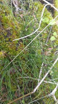 Image of Delicate Horsetail