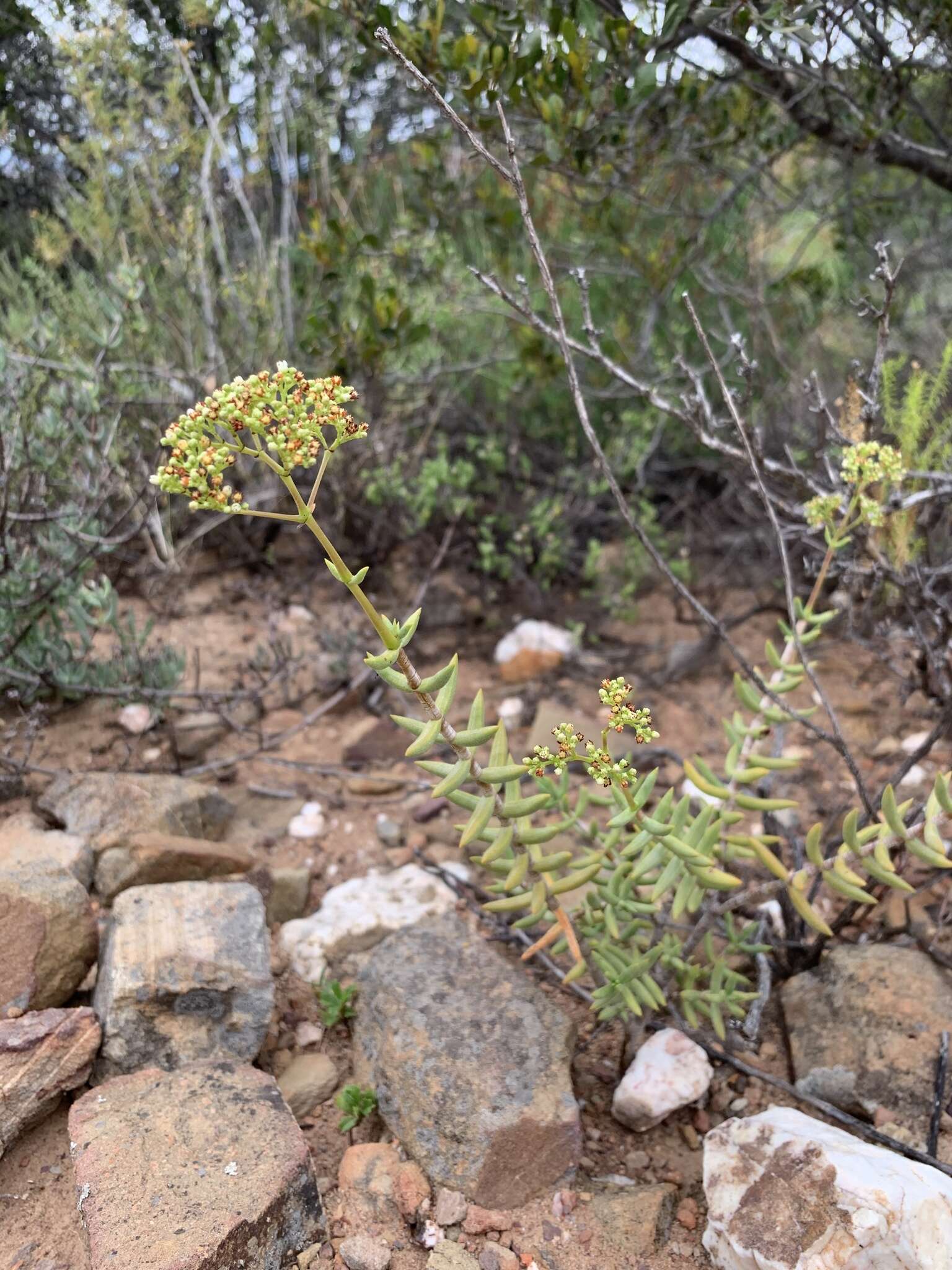 Crassula tetragona subsp. lignescens Tölken resmi