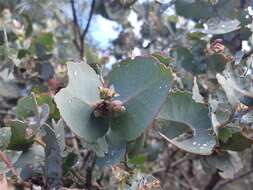 Image of Eucalyptus cordata subsp. cordata