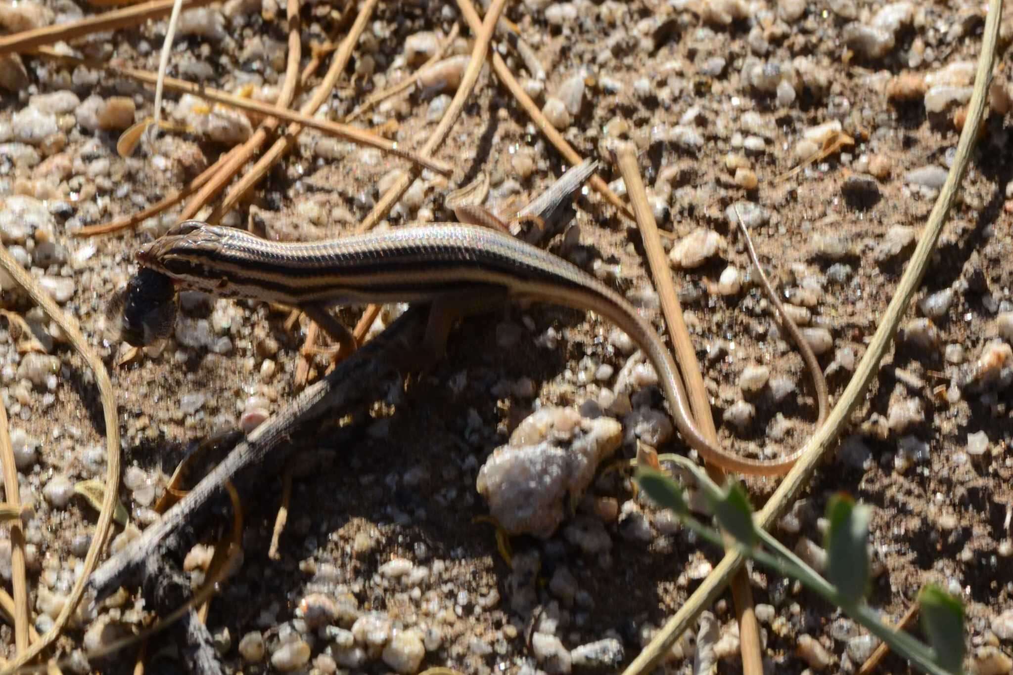 Image of Western Rock Skink