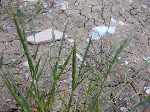 Image of Tausch's goatgrass