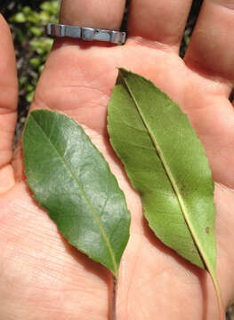 Imagem de Heteromeles arbutifolia var. macrocarpa (Munz) Munz