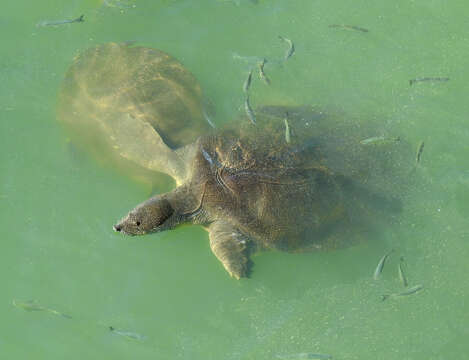 Image of Nil-Weichschildkröte