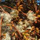 Image de Eucalyptus brachycalyx Blakely