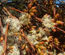 Image de Eucalyptus brachycalyx Blakely