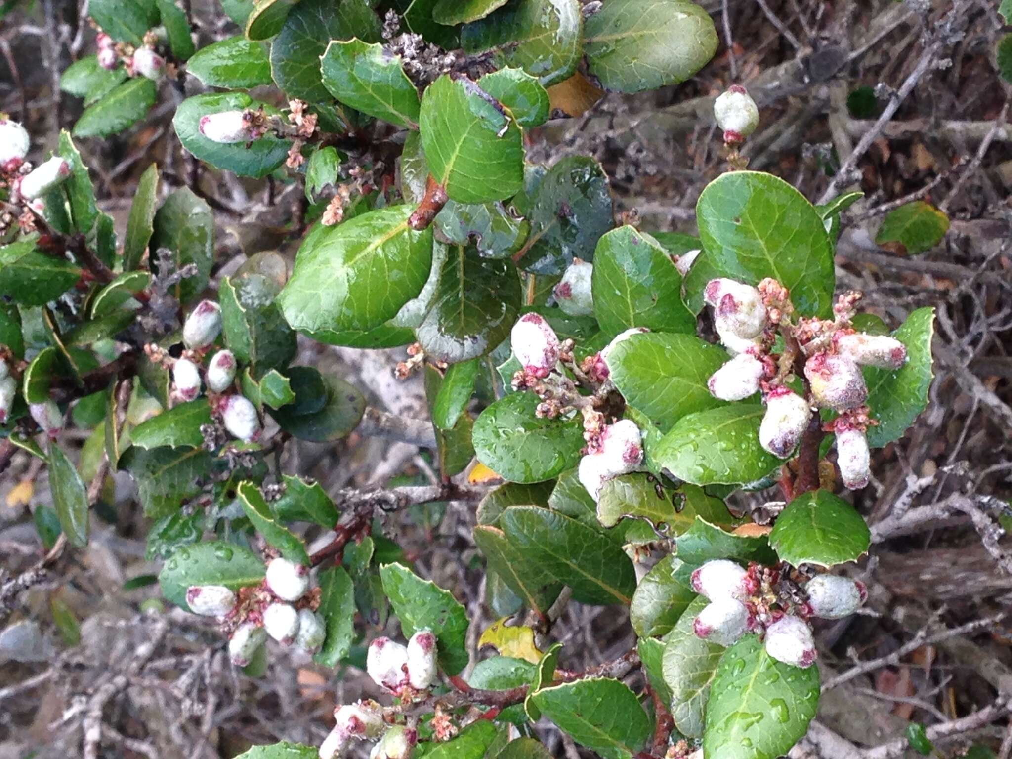 Image of lemonade sumac