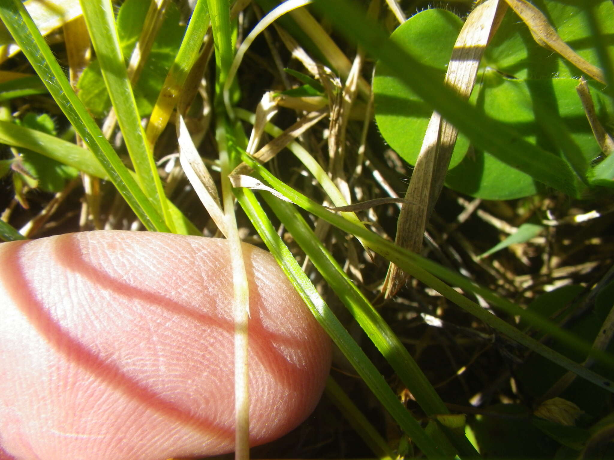 Image of Pauridia serrata (Thunb.) Snijman & Kocyan