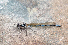 Image of Kubusi stream damsel